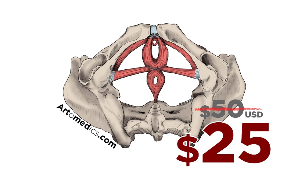 Prices for Color and Ink style of medical illustration by artomedics