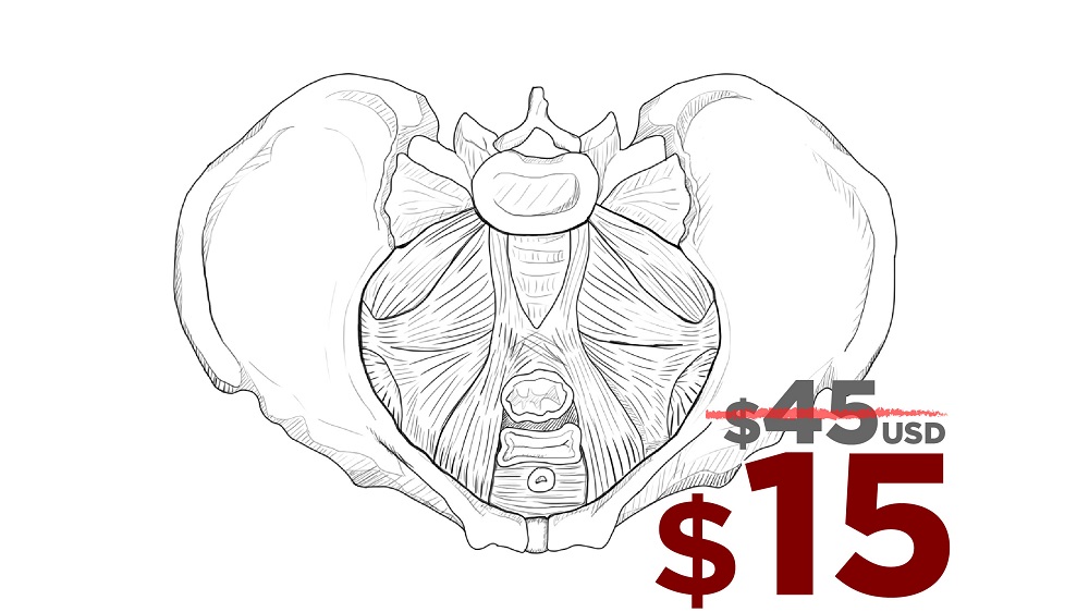 Prices for line art style of medical illustration by artomedics