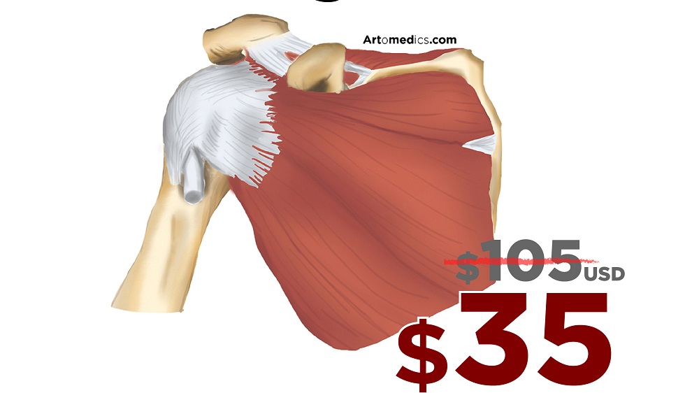 Prices for Painting style of medical illustration by artomedics