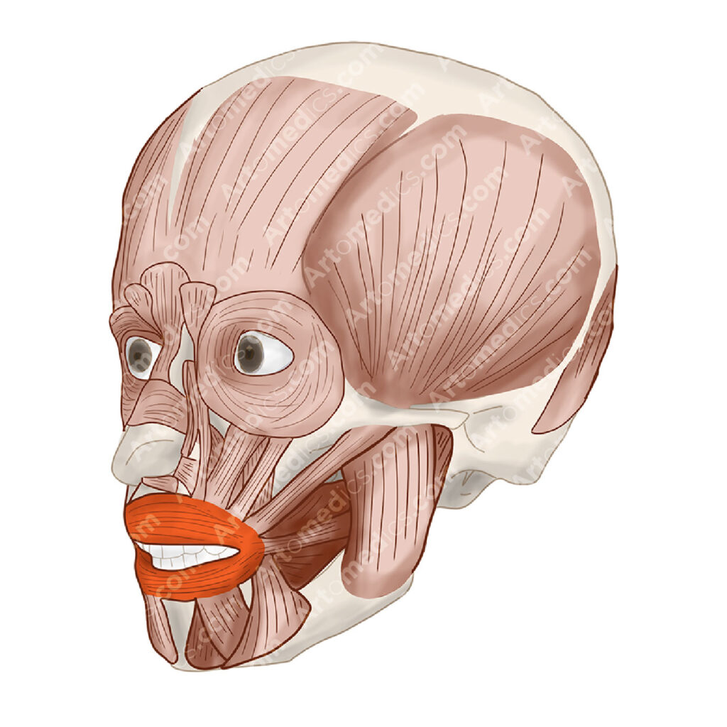 orbicularis oris innervation