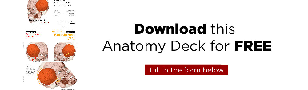 temporalis muscle deck free download