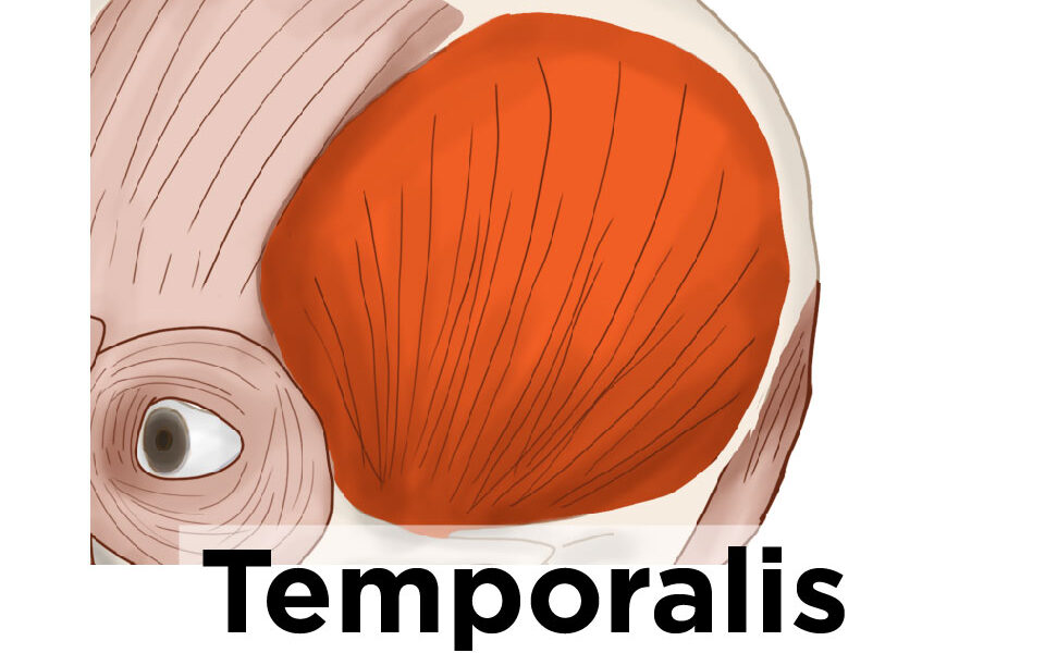 Temporalis Muscle a Powerful chewing muscle Artomedics Studio