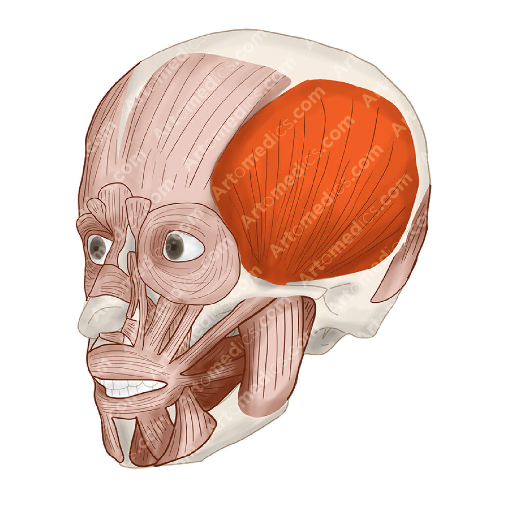 temporalis muscle