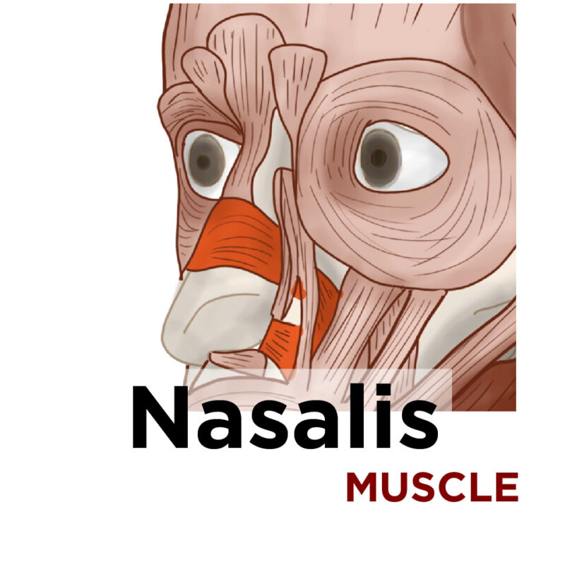 nasalis muscle