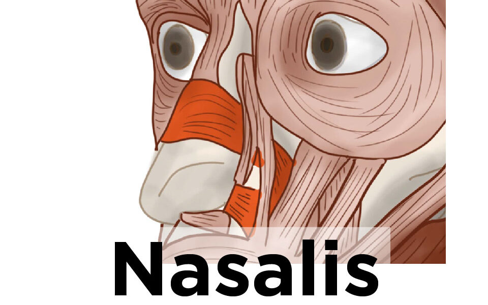 nasalis muscle