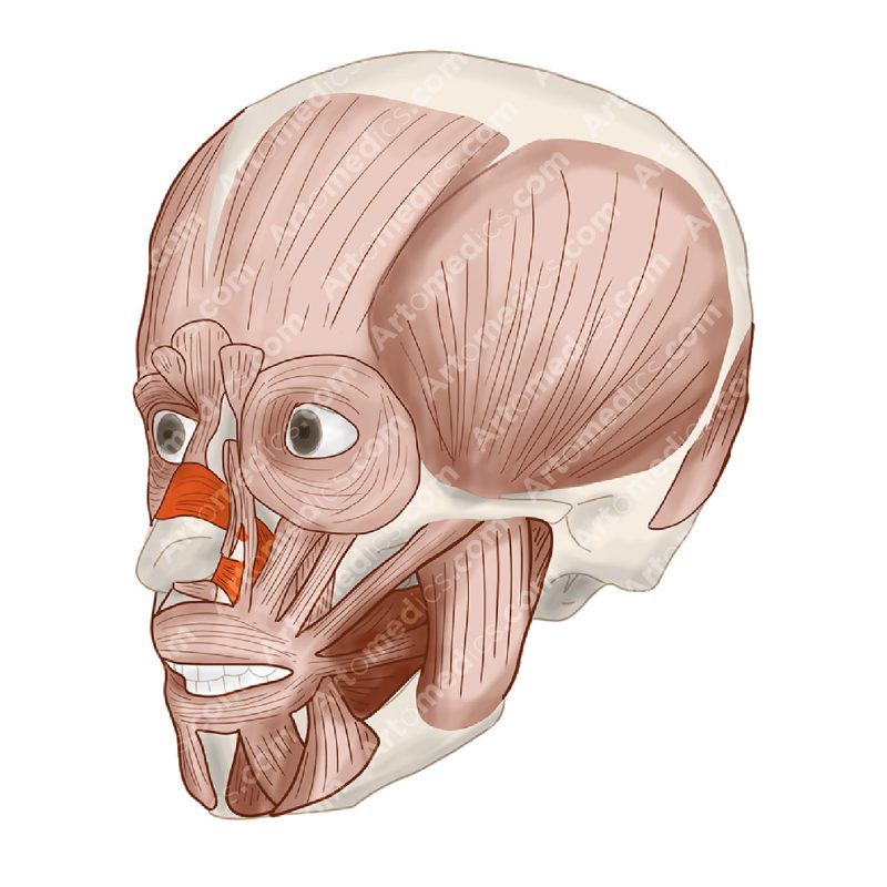 nasalis