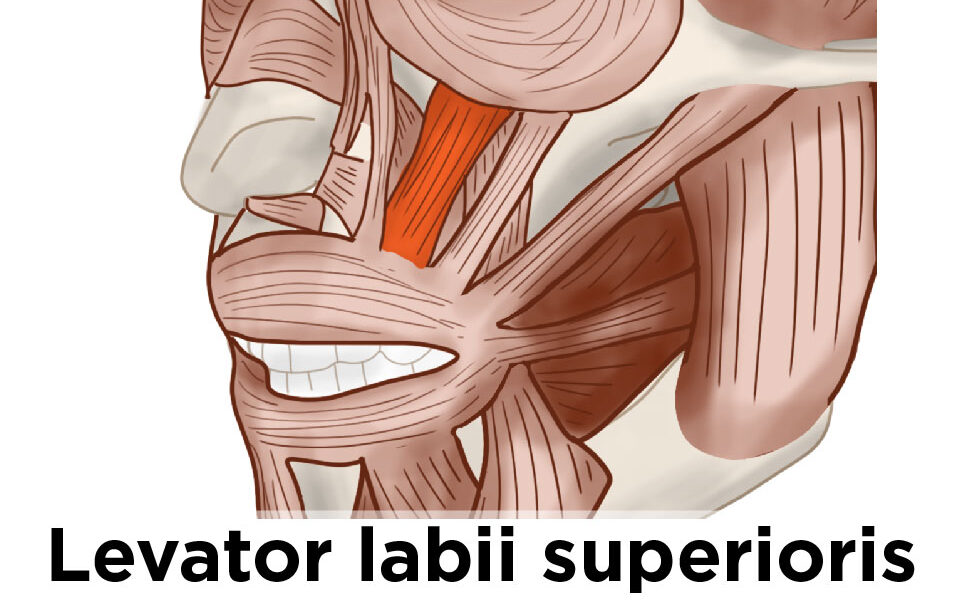 Levator Labii Superioris muscle exposing your upper teeth