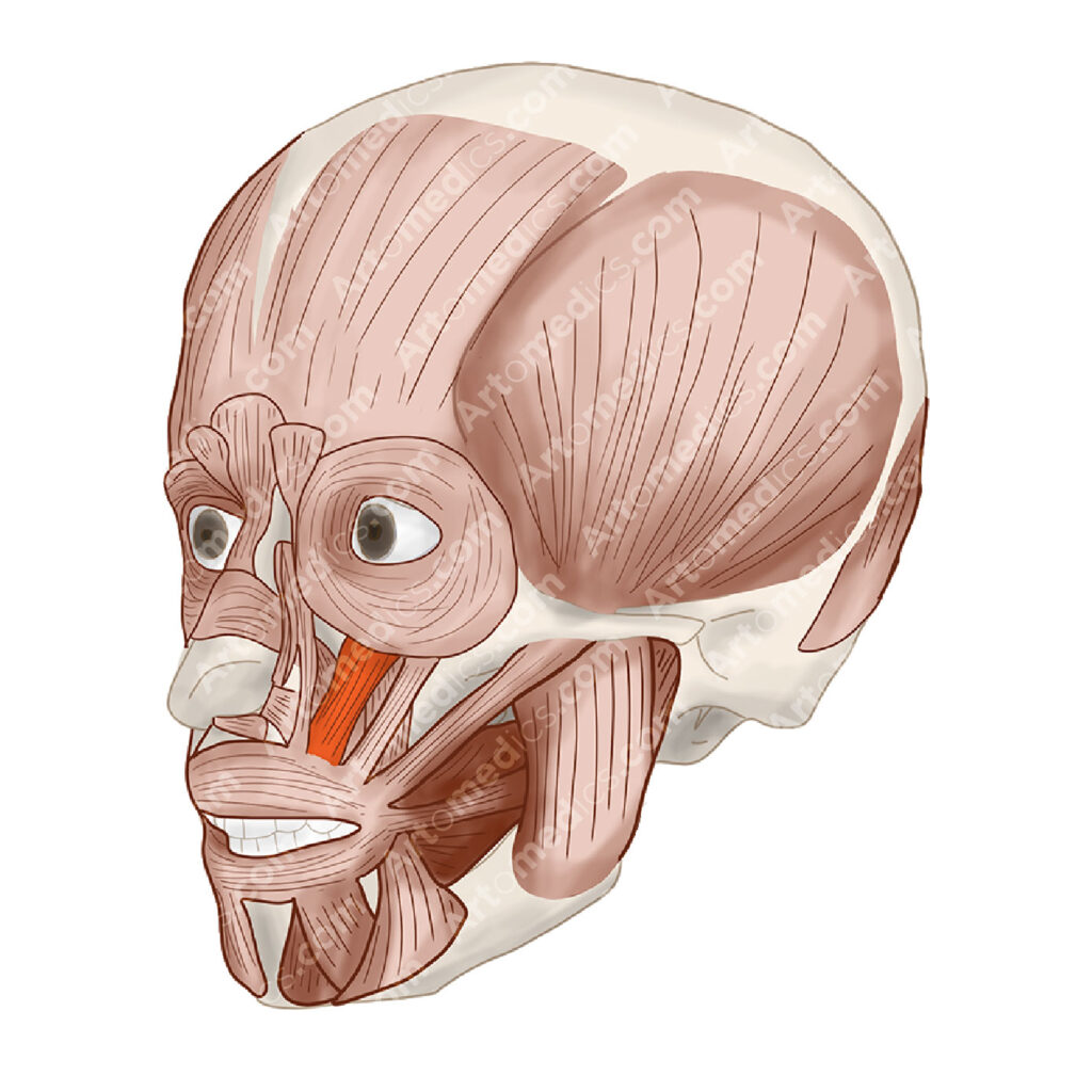 Levator Labii superioris Muscle (Anterolateral View)