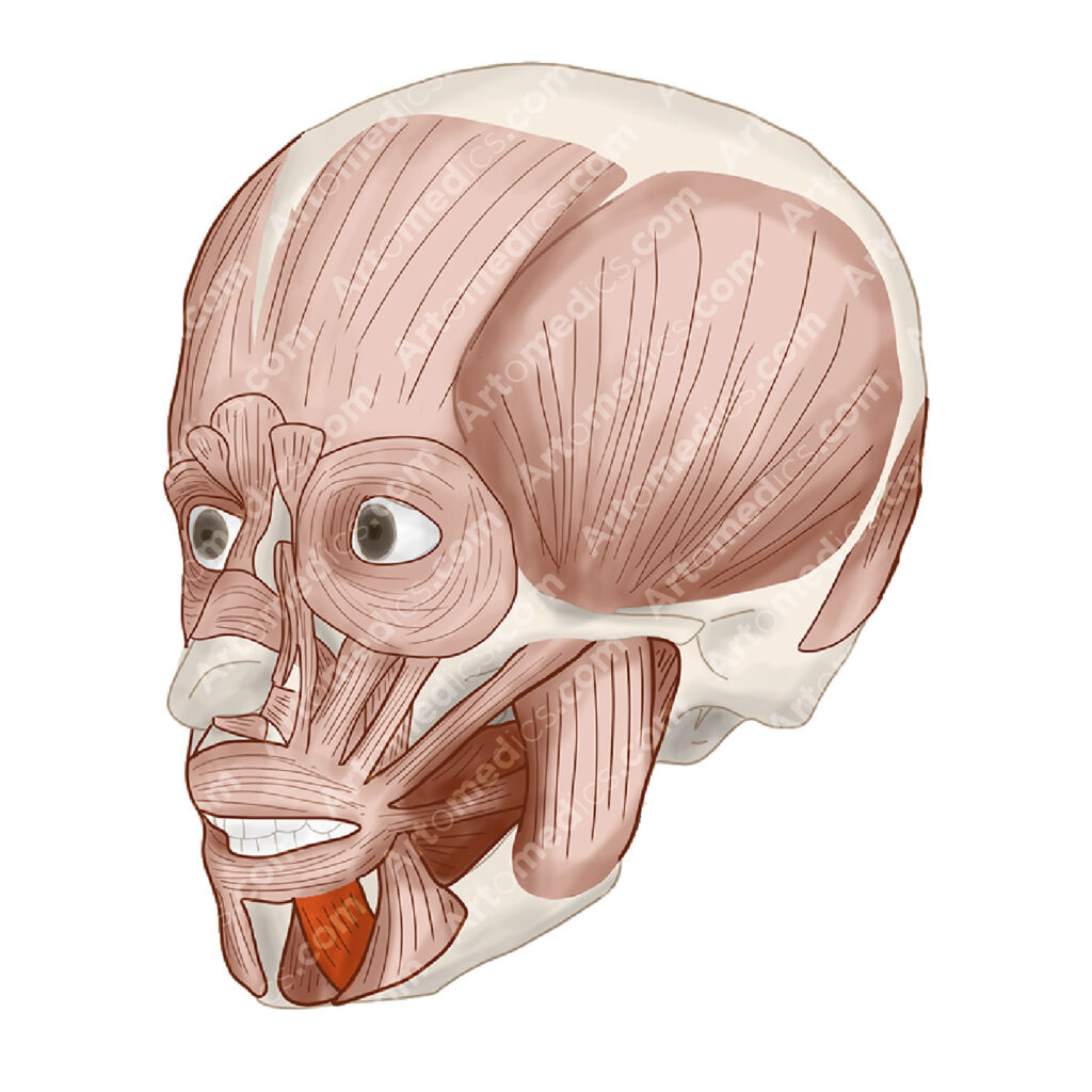 Depressor Labii Inferioris Muscle