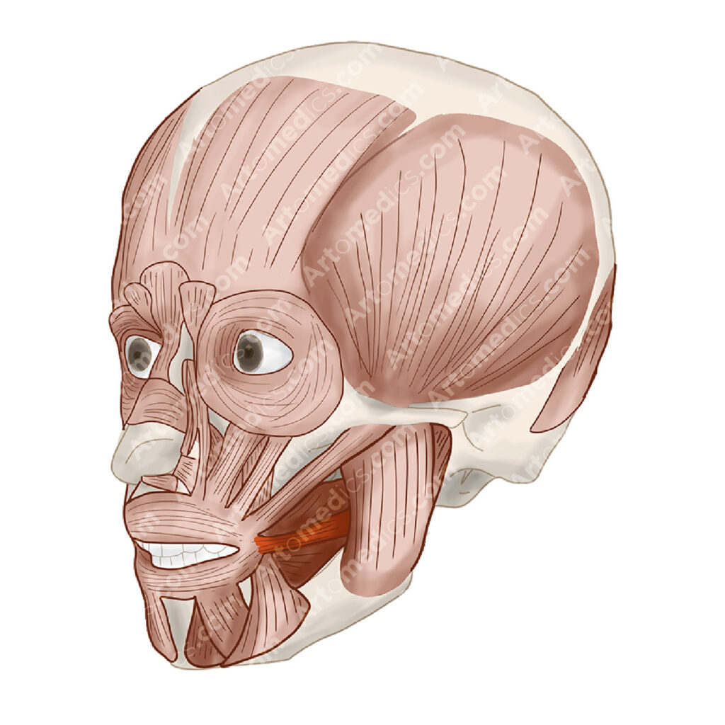 Risorius Muscle