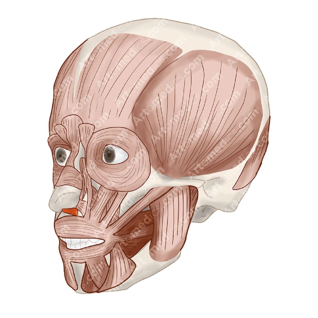 Depressor septi Muscle