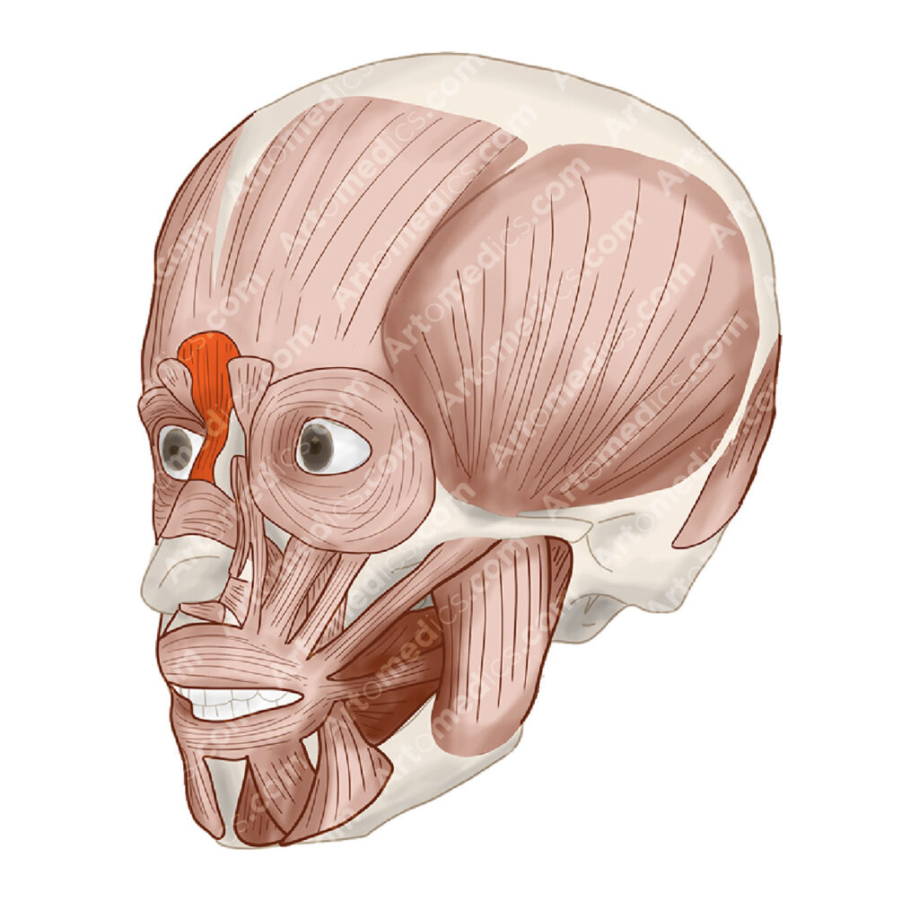 Procerus Muscle