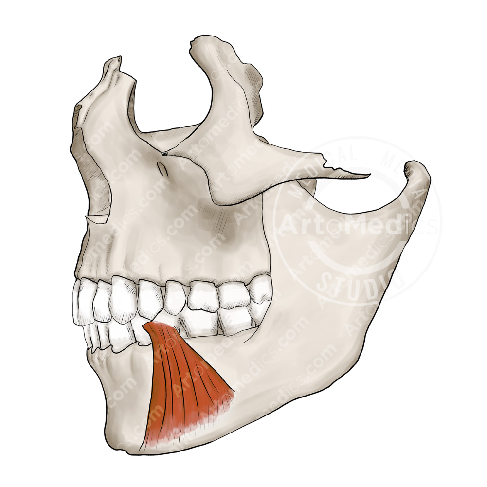 Depressor Anguli Oris on skull Lateral View Artomedics Studio