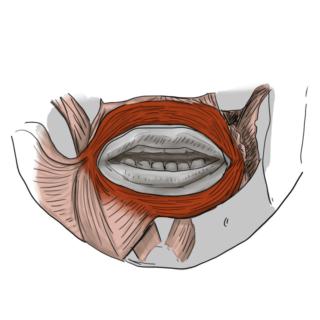 Orbicularis Oris Muscle One of a kind sphincter in the face