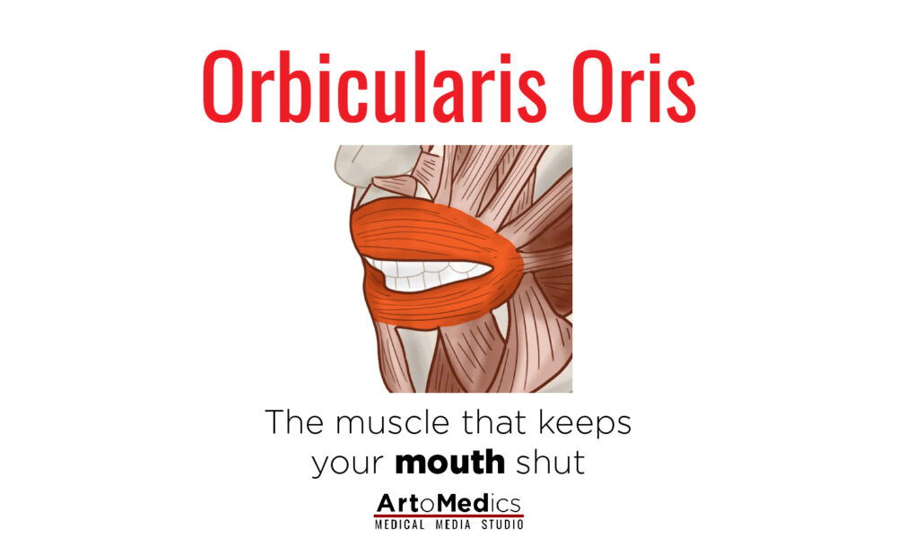 Orbicularis Oris Muscle One of a kind sphincter in the face