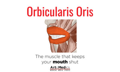 Orbicularis Oris Muscle: One of a kind sphincter in the face ...