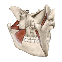 Pterygoid muscles: Protruding the Jaw - Artomedics Studio