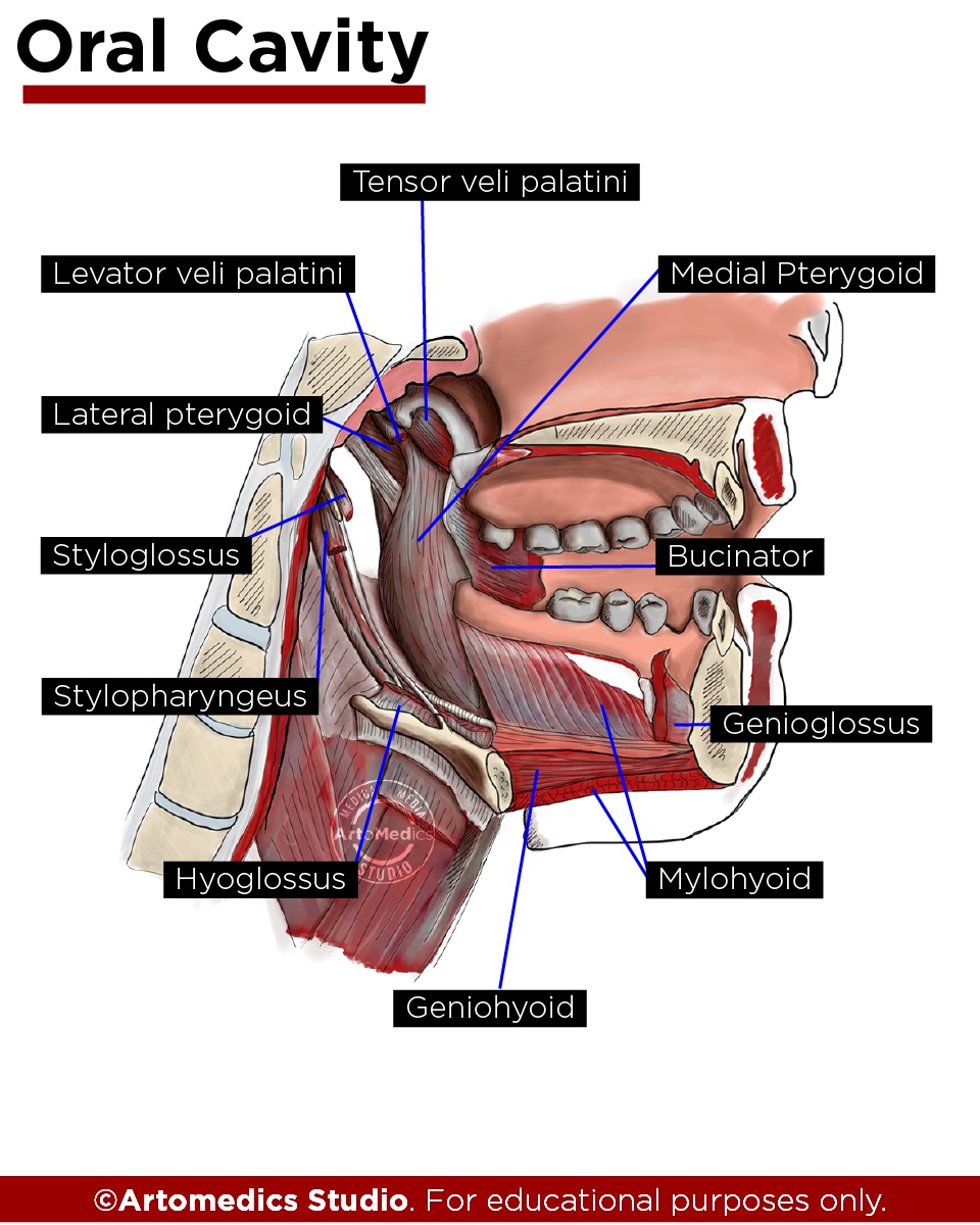 oral cavity without tongue