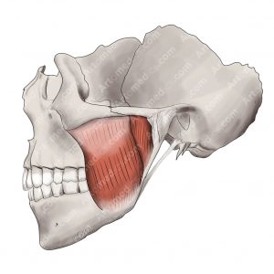 masseter muscle in skull