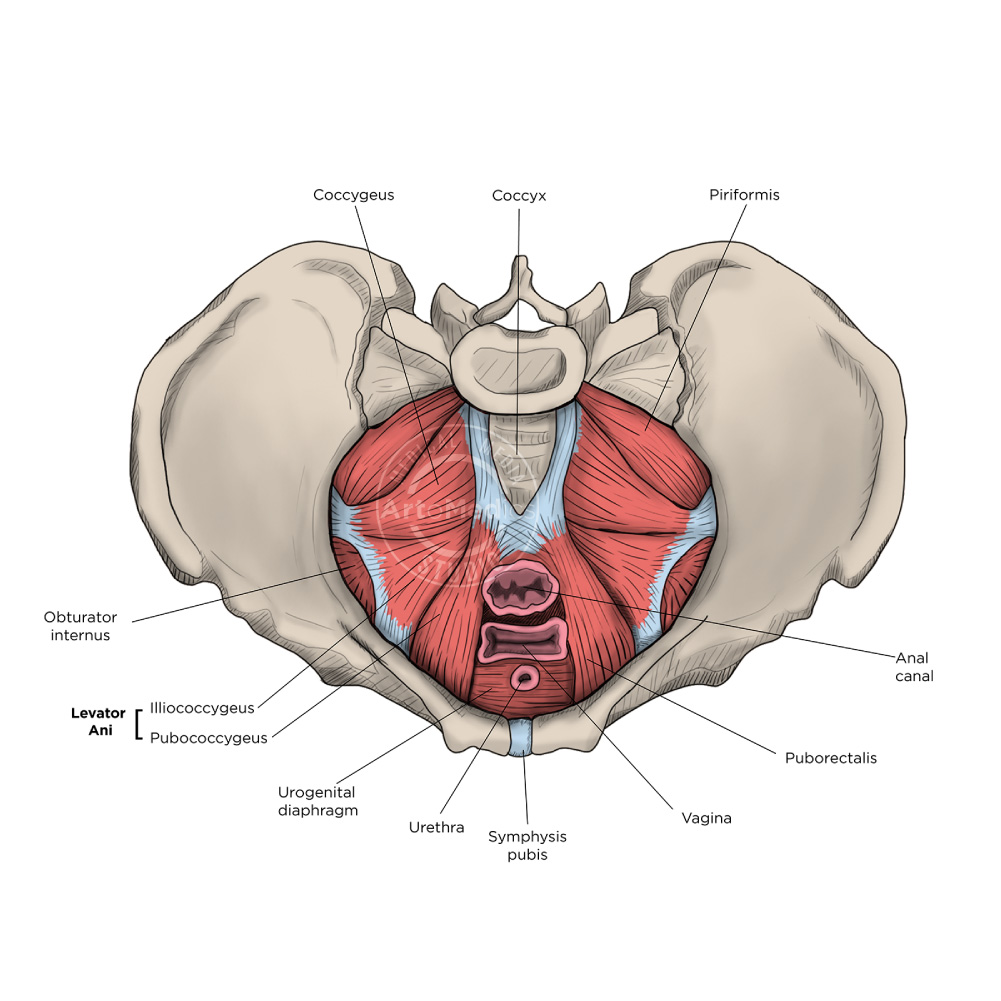 Pelvis Anatomy Artomedics Studio